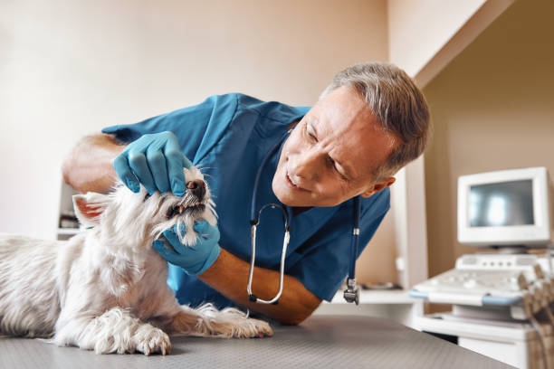 Best Emergency Root Canal Treatment in Pasadena, TX